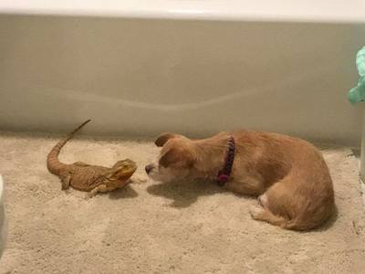 Tiny, the dog, and Lily, the lizard.
